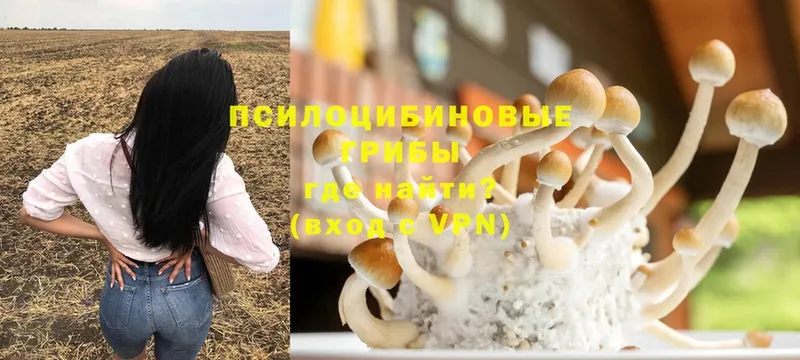 Псилоцибиновые грибы Psilocybine cubensis  кракен сайт  Анива 